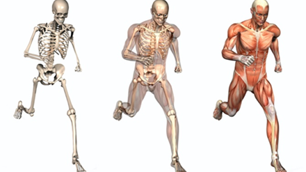 Don’t Strike Out Before the First Pitch! Muscle Activation for Sports Performance
